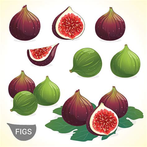 14,500+ Fig Stock Illustrations, Royalty.
